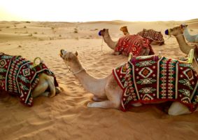 The Best Tours for Your Dubai Holiday